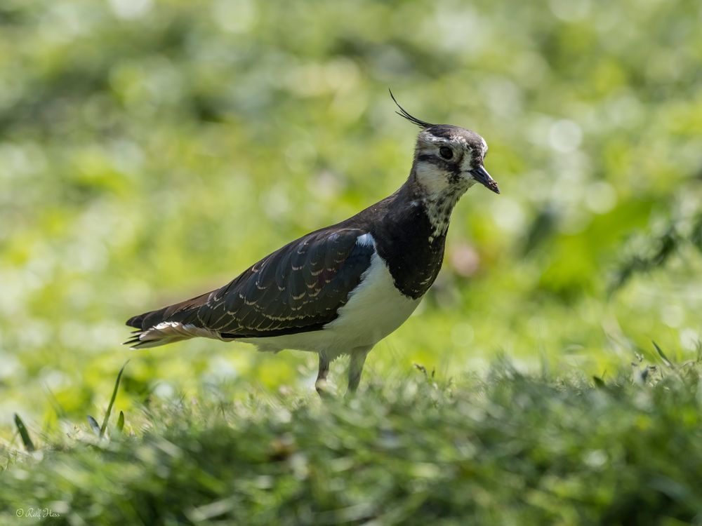 Kiebitz Foto & Bild tiere, zoo, wildpark & falknerei, natur Bilder