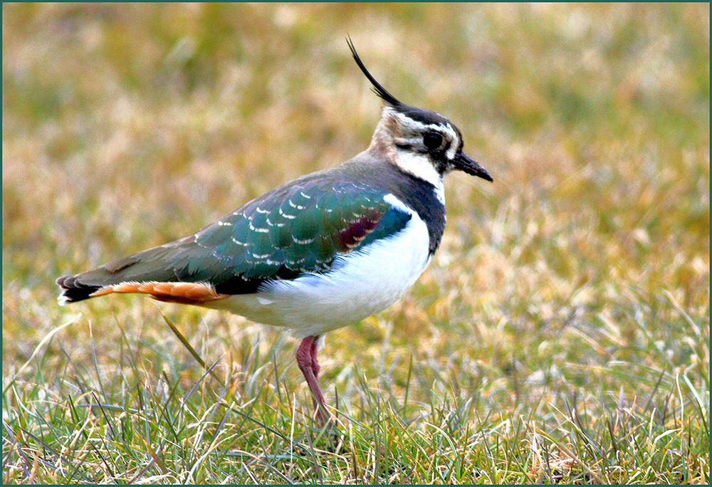 Kiebitz Foto & Bild | tiere, wildlife, wild lebende vögel Bilder auf ...