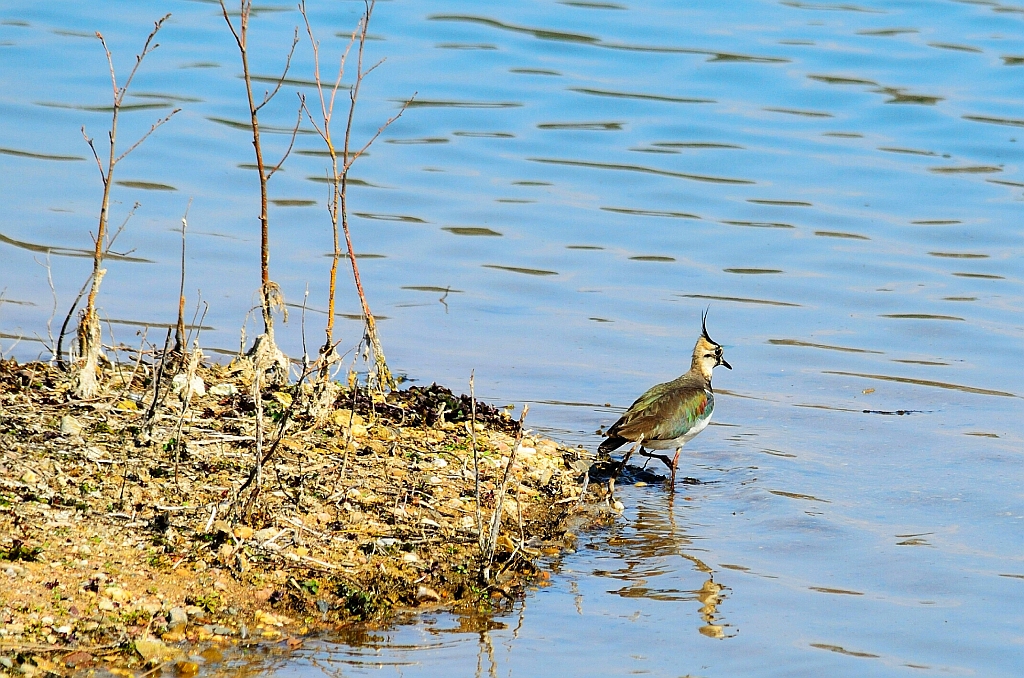 Kiebitz am See, Lapwing, Avefría en el lago