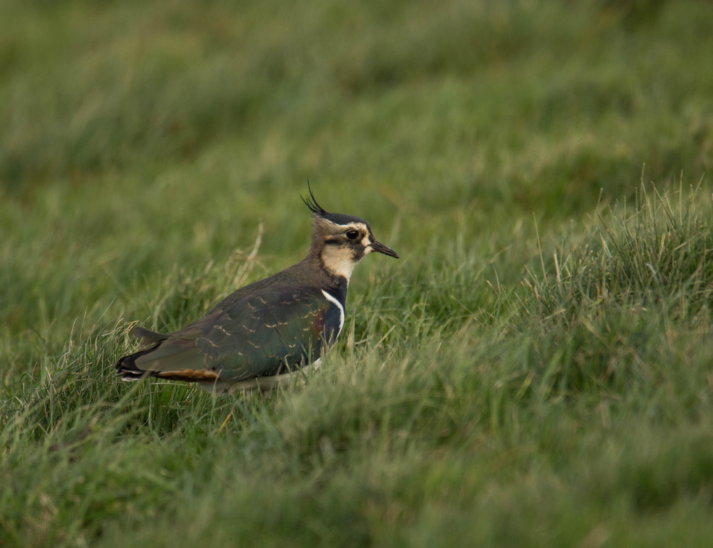 Kiebitz auf Futtersuche, Tipperne, Dänemark