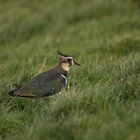 Kiebitz auf Futtersuche, Tipperne, Dänemark