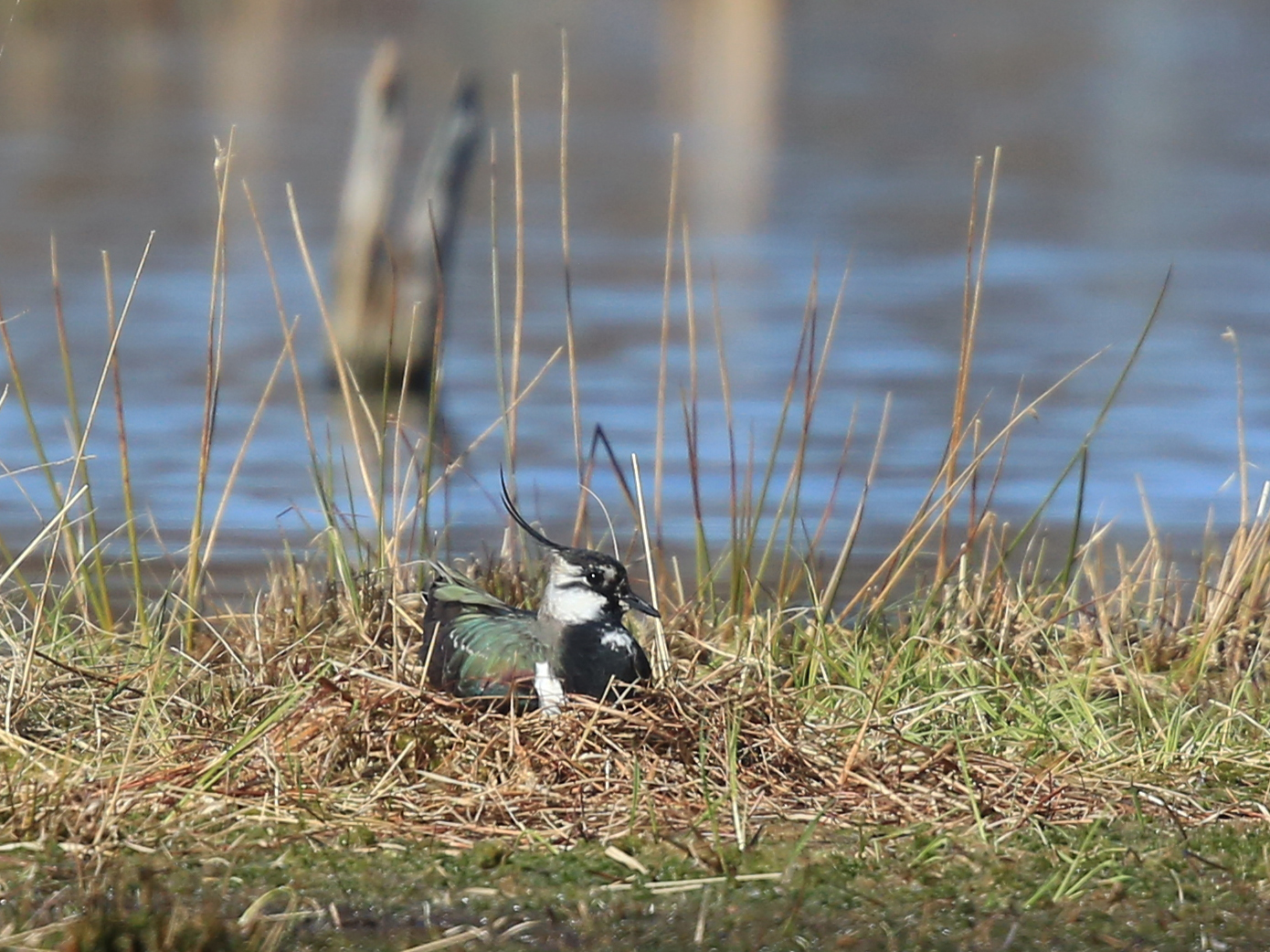 Kiebitz beim Brüten ... gesehen im Wittmoor