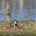 Kiebitz beim Brüten ... gesehen im Wittmoor