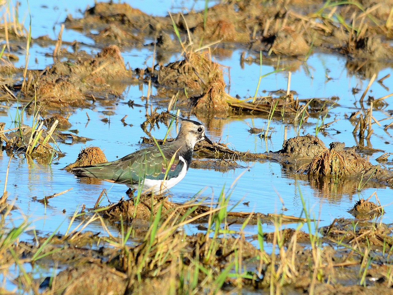 Kiebitz im Ebro Delta; Lapwing in the Ebro Delta;  Avefría en el Delte del Ebro