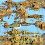 Kiebitz im Ebro Delta; Lapwing in the Ebro Delta;  Avefría en el Delte del Ebro