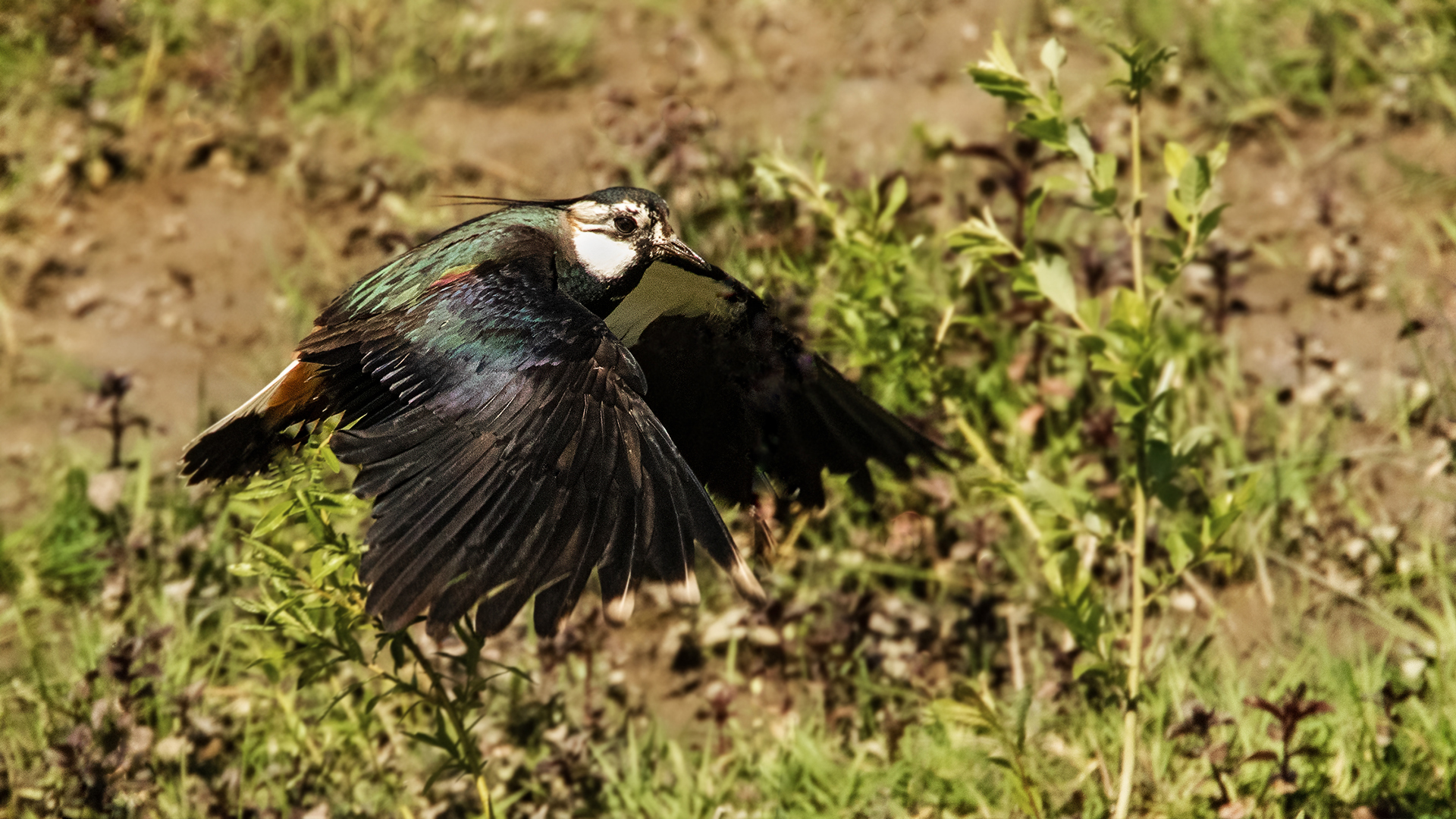 Kiebitz im Flug 001