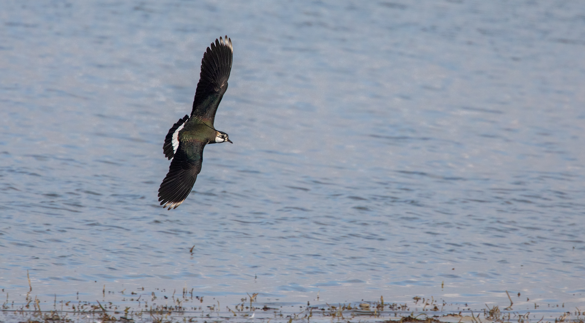 Kiebitz im Flug 001