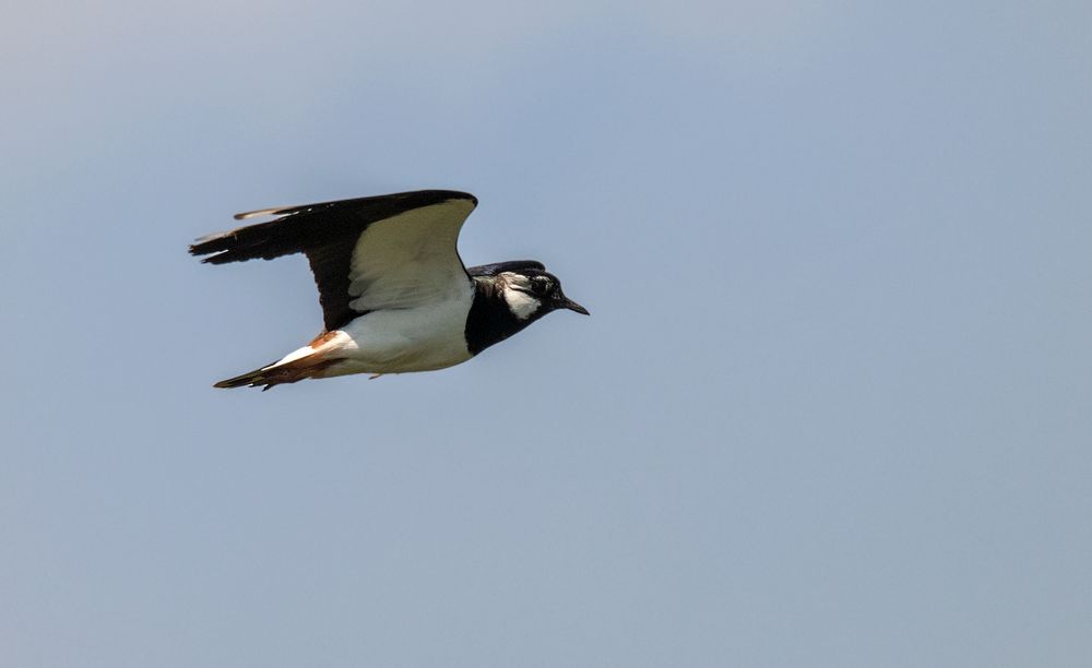 Kiebitz im Flug Foto & Bild