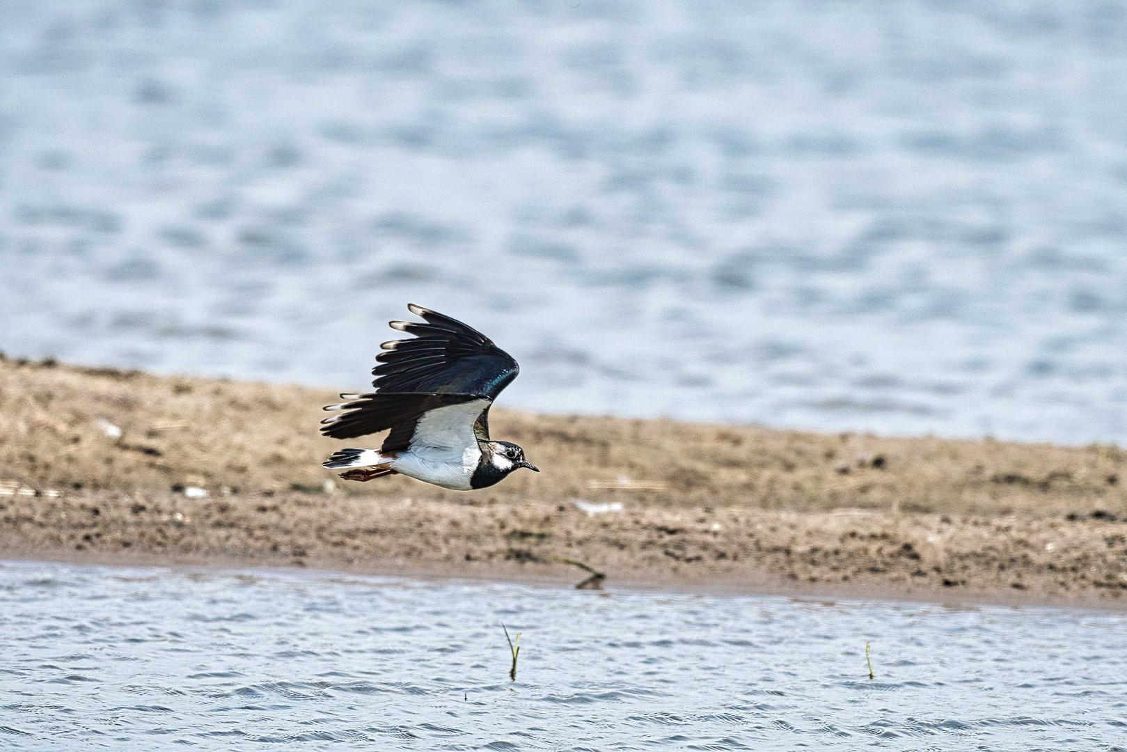 Kiebitz im Flug