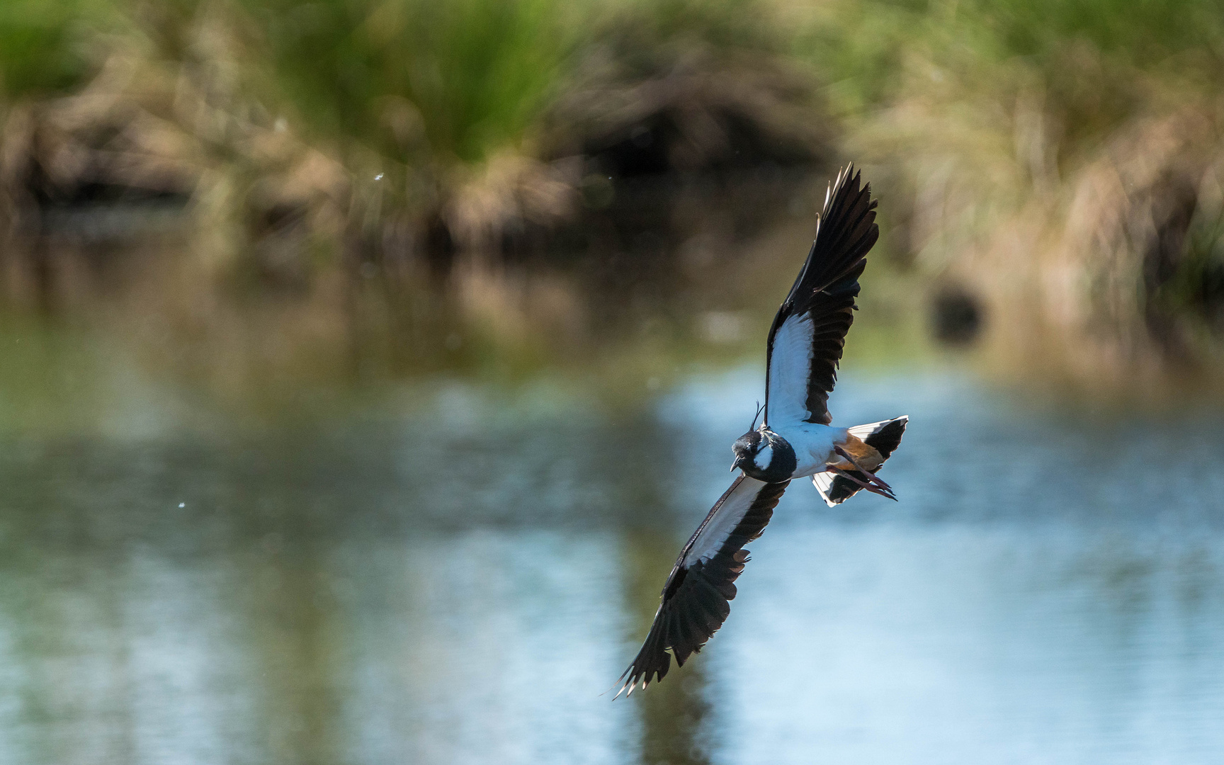 Kiebitz im Flug