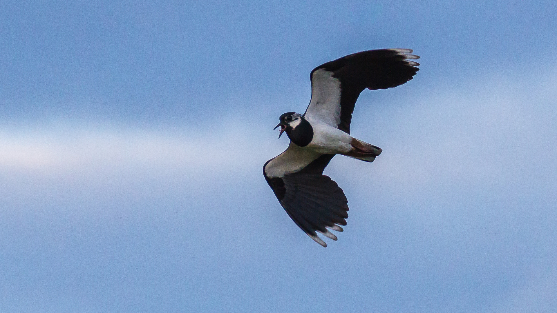 Kiebitz im Flug