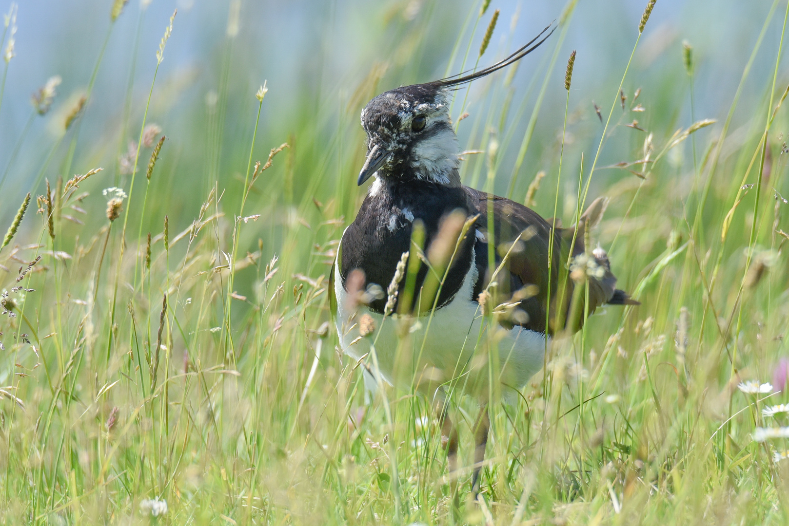 Kiebitz im Gras