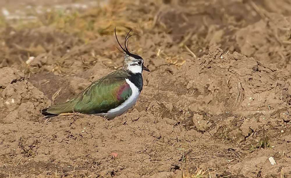 Kiebitz im Nürnberger Knoblauchsland