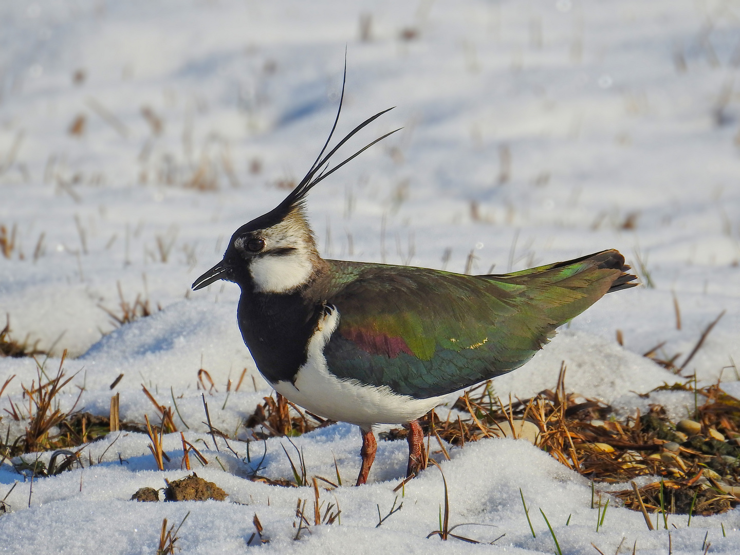 Kiebitz im Schnee