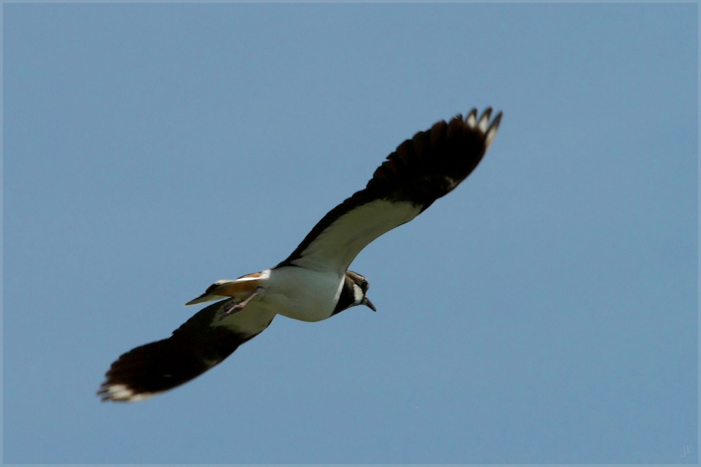 kiebitz im segelflug