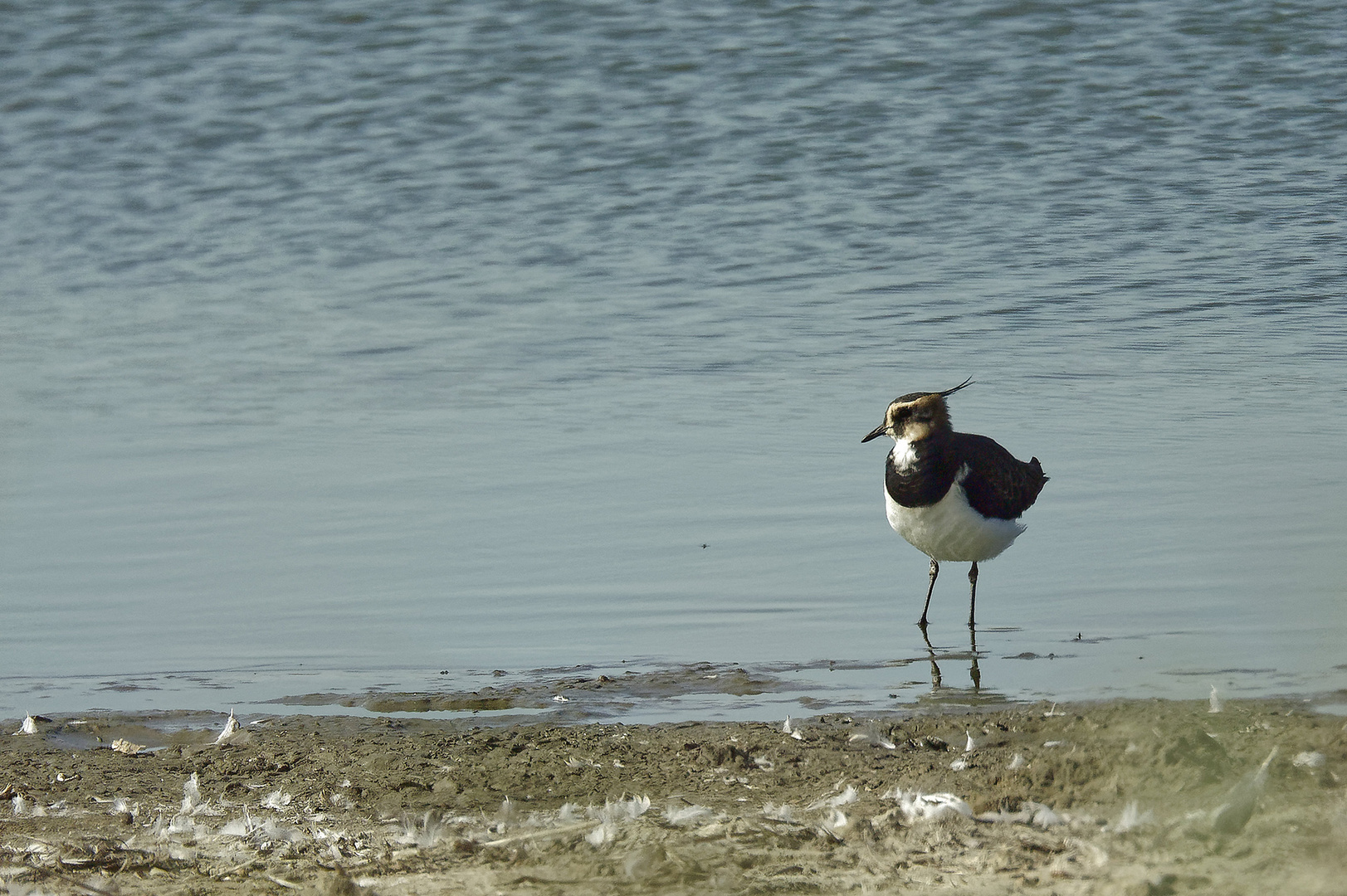 Kiebitz im Süßwasserfeuchtgebiet hinter den Dünen bei Westkapelle (Zeeland, NL)