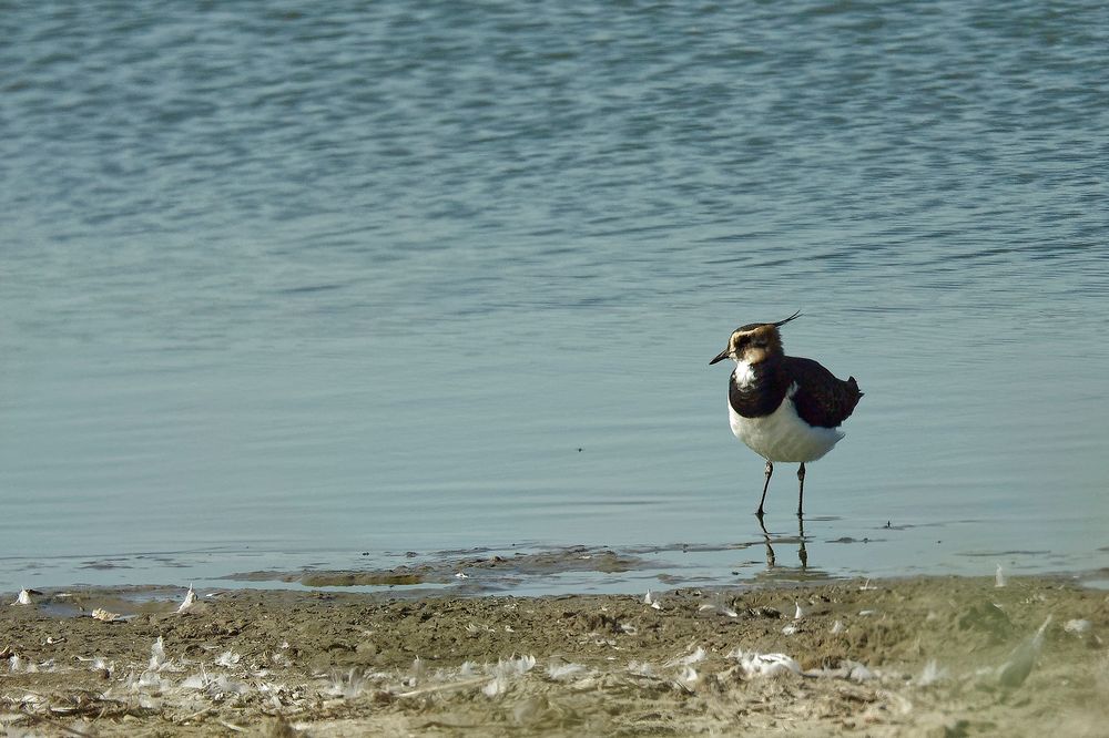 Kiebitz im Süßwasserfeuchtgebiet hinter den Dünen bei Westkapelle (Zeeland, NL)