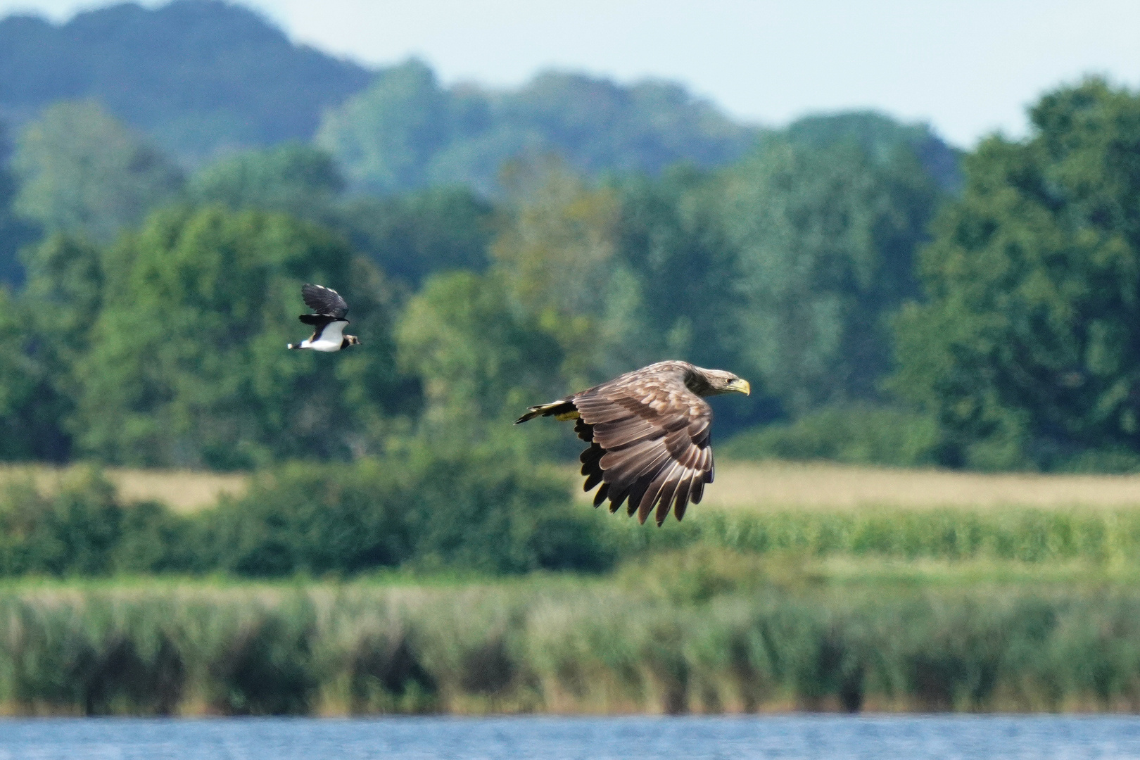 Kiebitz jagt Seeadler. Entfernung zur Kamera ca 200m.