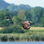 Kiebitz jagt Seeadler. Entfernung zur Kamera ca 200m.