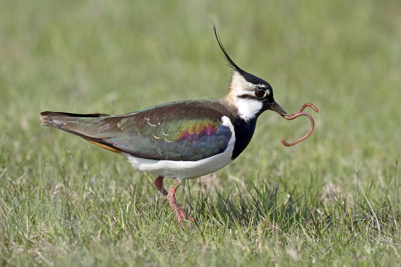 Kiebitz mit Regenwurm