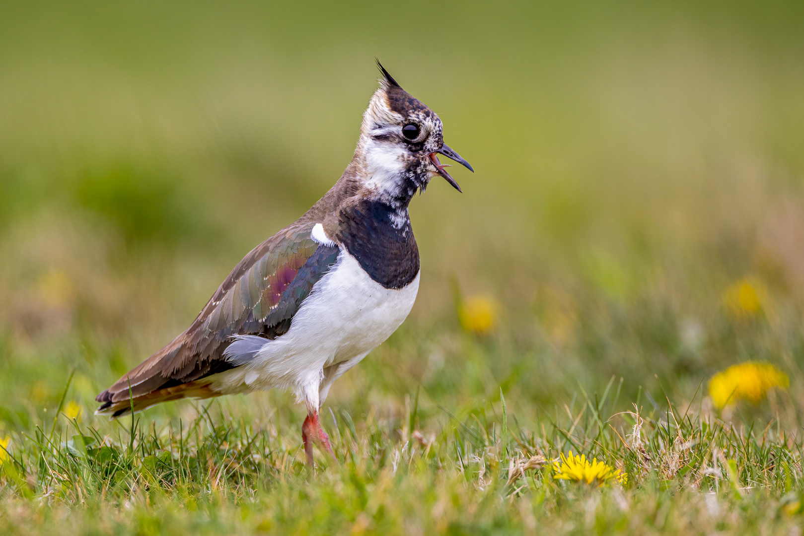 Kiebitz (Northern Lapwing)