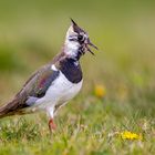 Kiebitz (Northern Lapwing)