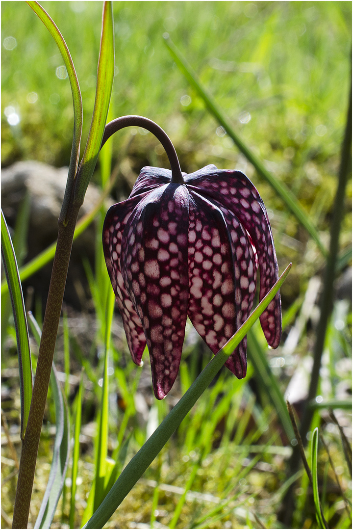 Kiebitz- statt Osterei - Schachbrettblume (Fritillaria meleagris)