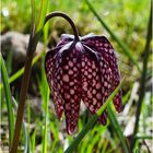 Kiebitz- statt Osterei - Schachbrettblume (Fritillaria meleagris)