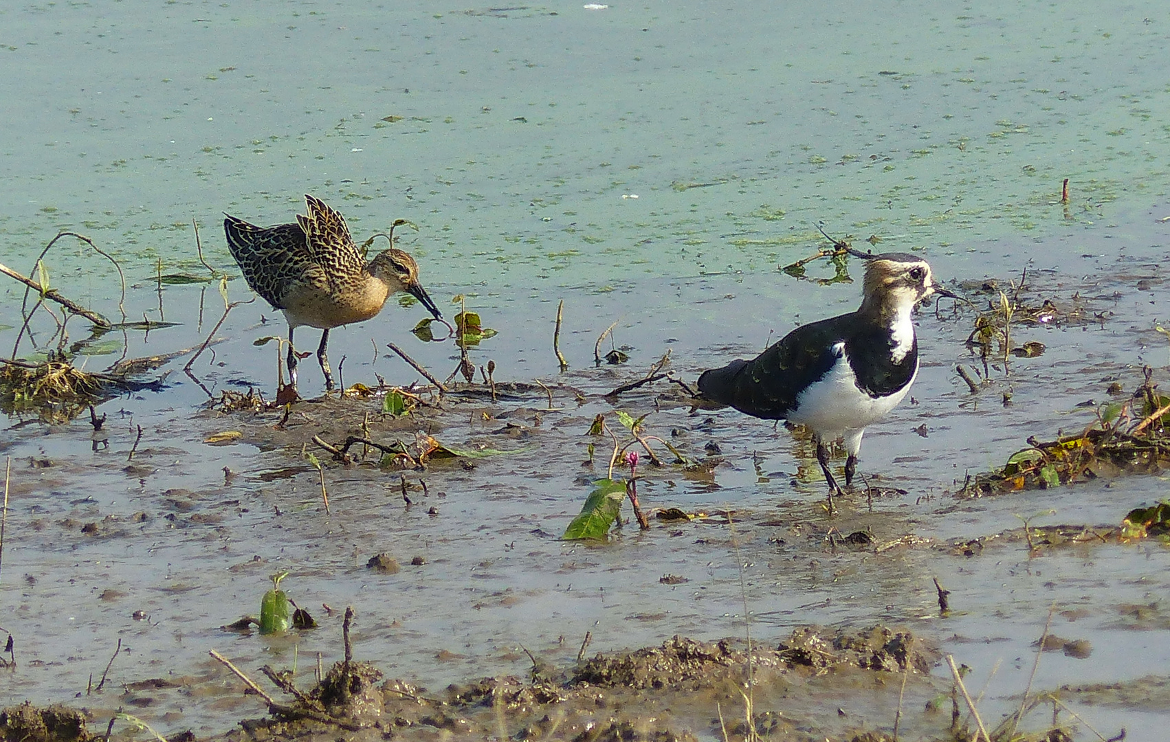 Kiebitz und Kampfläufer am See