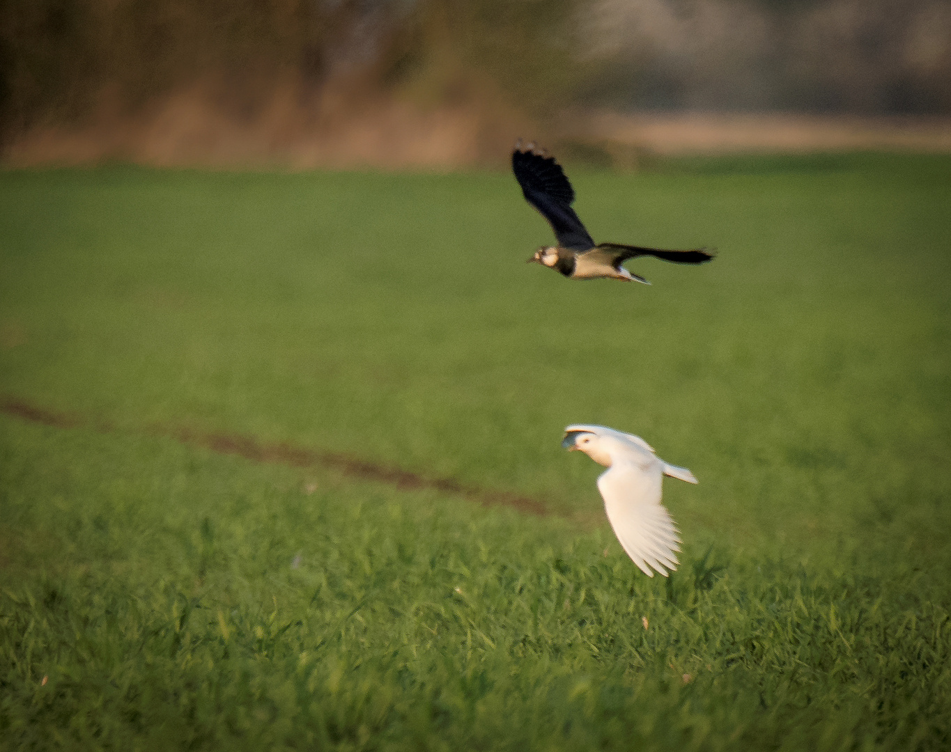 Kiebitz und weißer Kiebitz im Flug