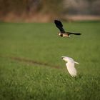 Kiebitz und weißer Kiebitz im Flug