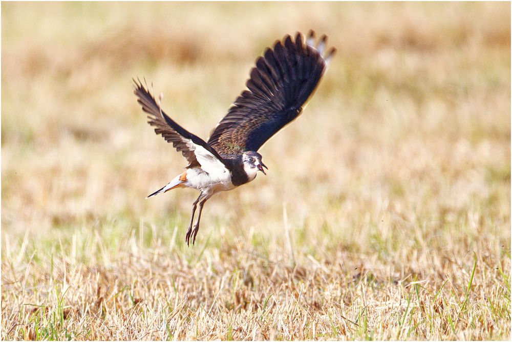 Kiebitz (Vanellus vanellus)