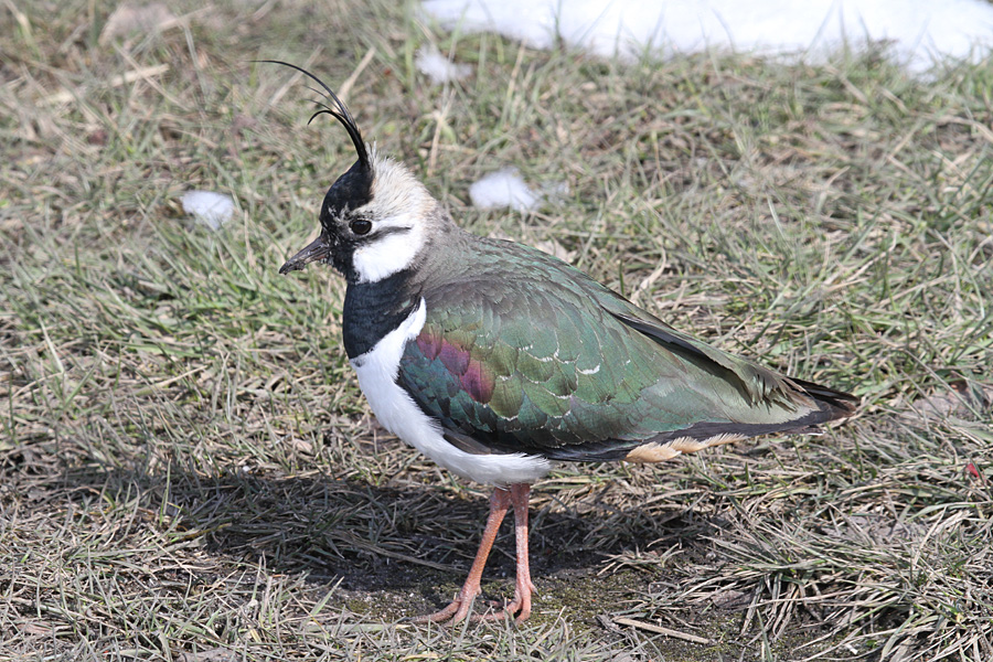 Kiebitz (Vanellus vanellus)