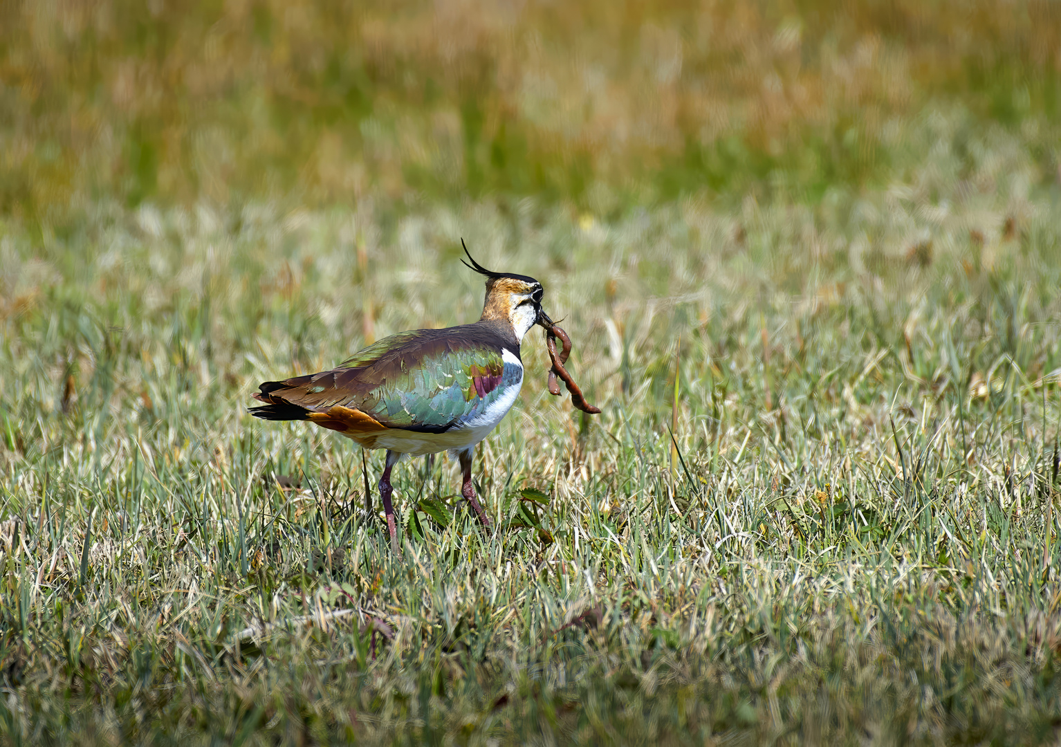 Kiebitz, Vanellus vanellus