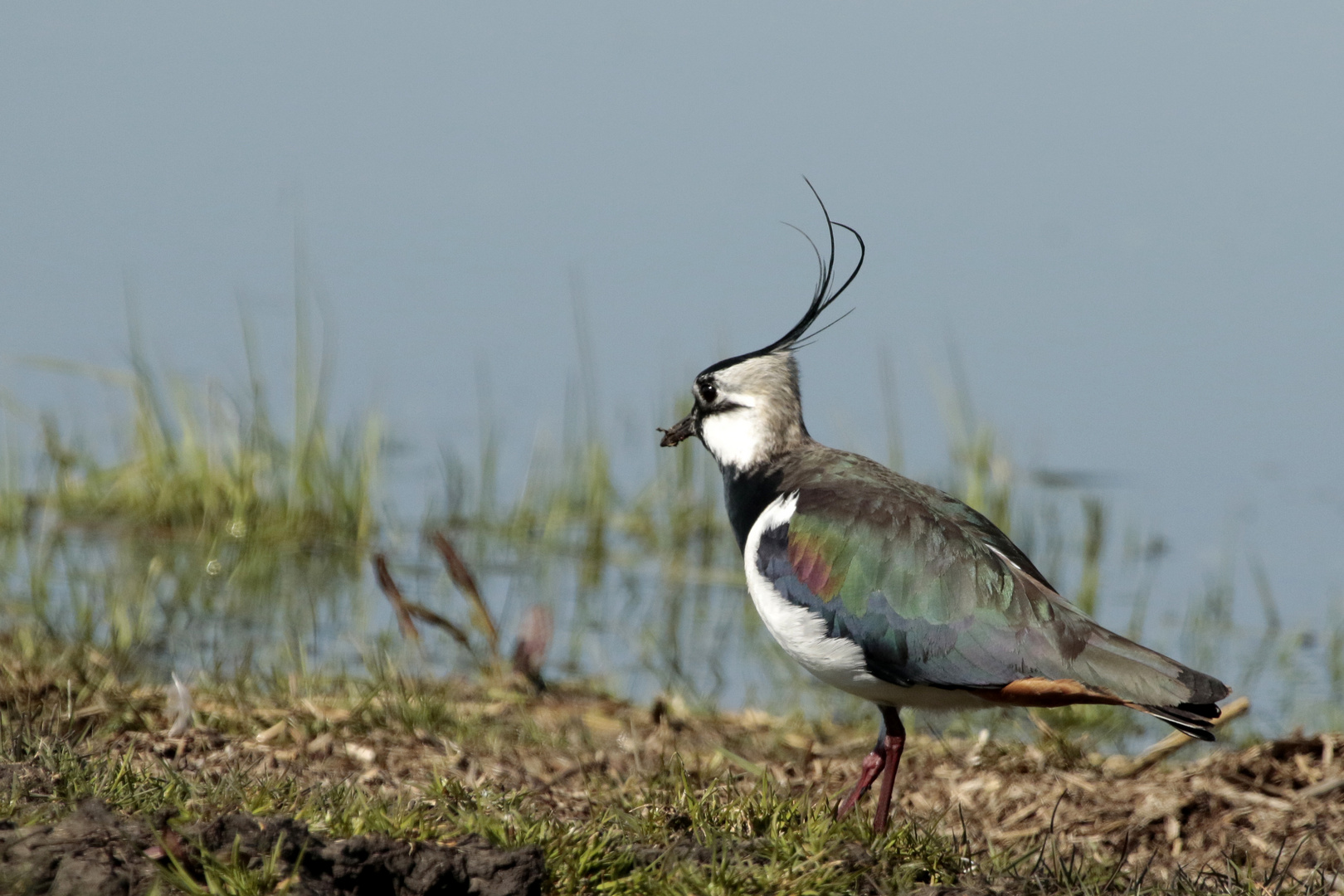  Kiebitz (Vanellus vanellus)