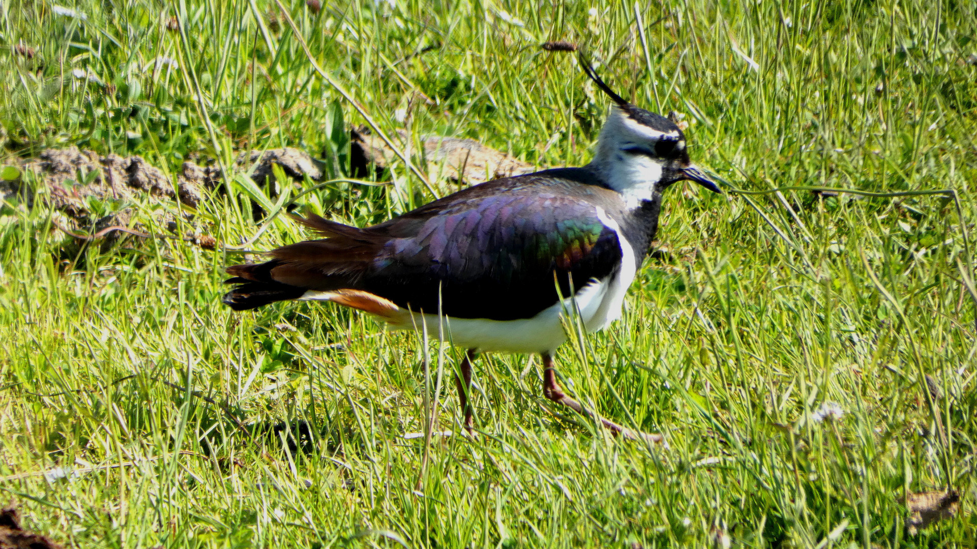 Kiebitz (Vanellus vanellus)