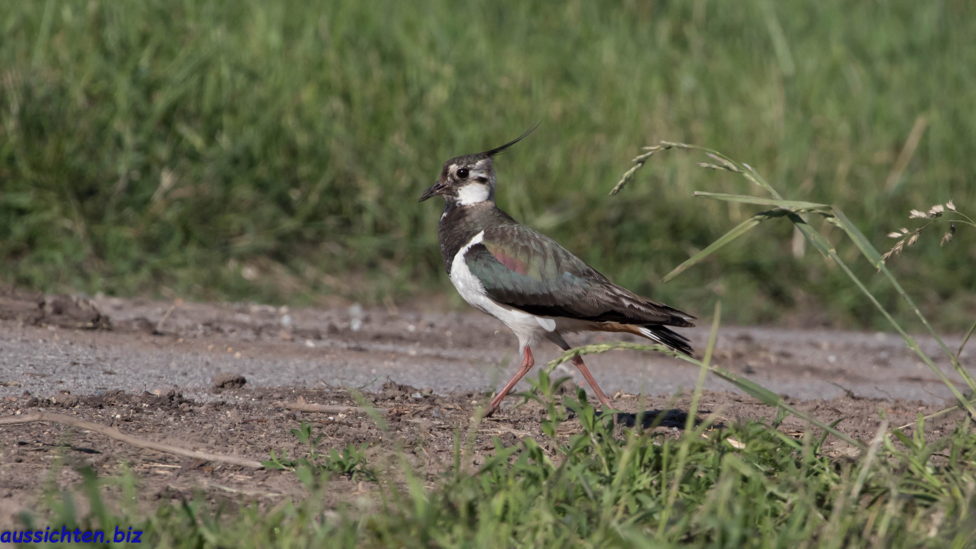 Kiebitz-Vanellus vanellus-2020-05-29-050