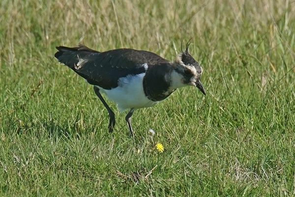 Kiebitz (Vanellus vanellus)