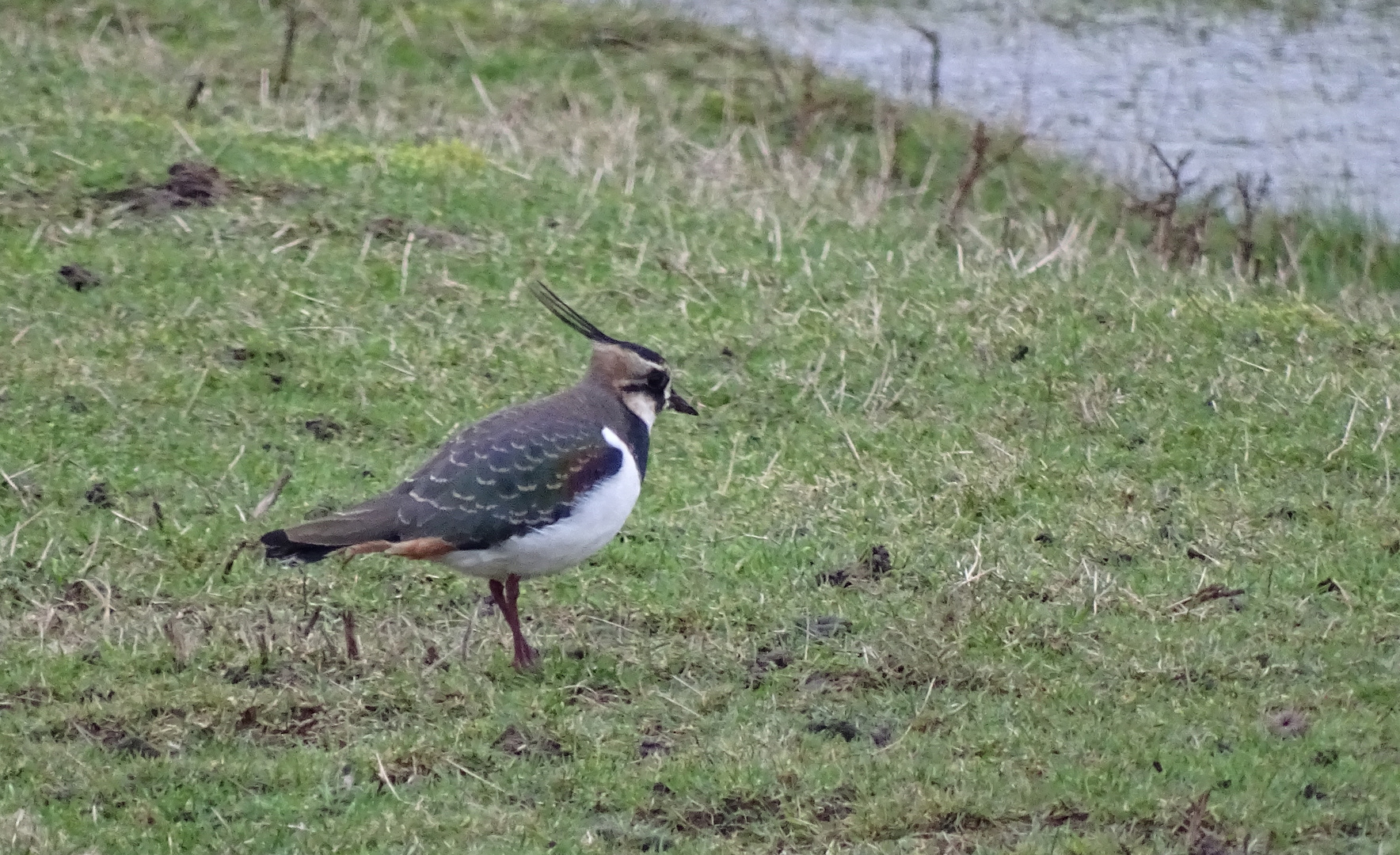 Kiebitz (Vanellus vanellus)...