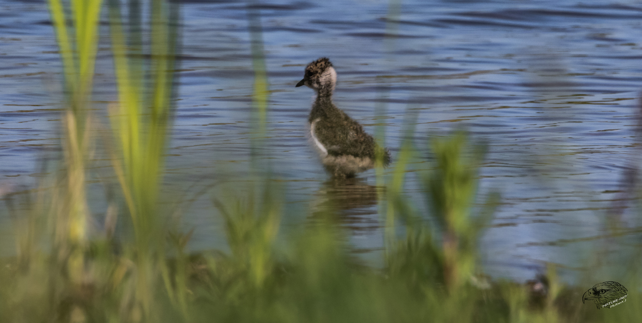 Kiebitz (Vanellus vanellus)