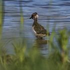 Kiebitz (Vanellus vanellus)