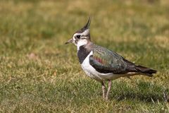 Kiebitz (Vanellus vanellus)