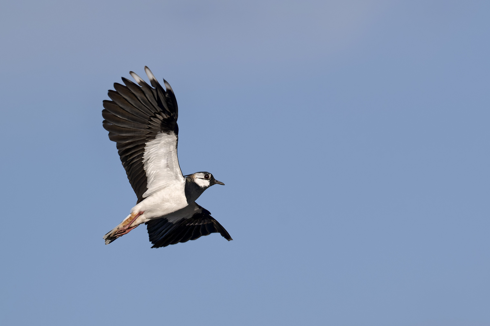 Kiebitz (Vanellus vanellus) 