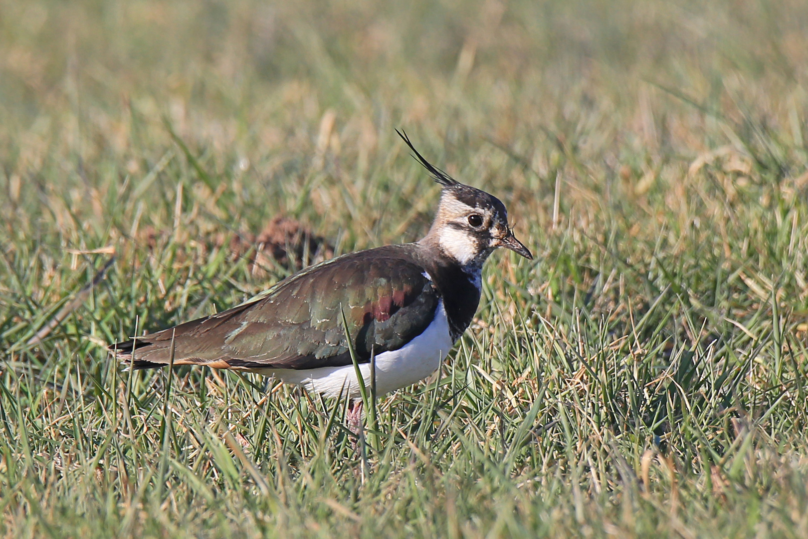 Kiebitz (Vanellus vanellus)