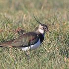 Kiebitz (Vanellus vanellus)