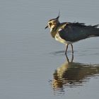 Kiebitz (Vanellus vanellus)...