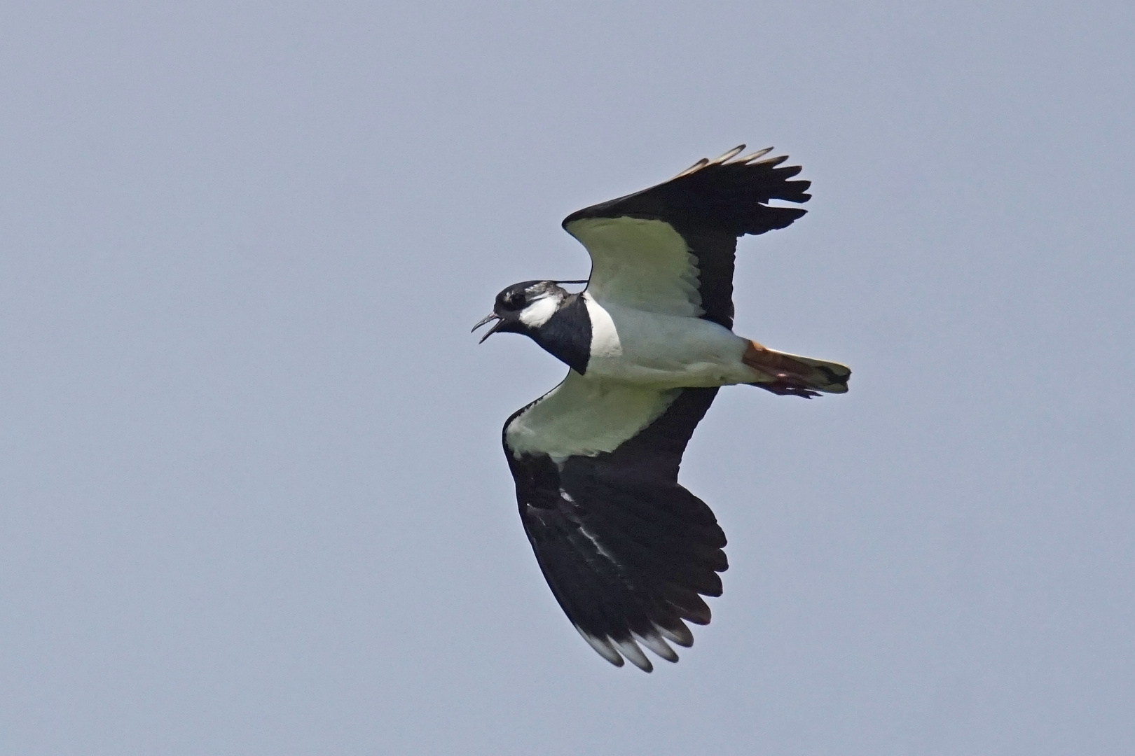 Kiebitz (Vanellus vanellus)