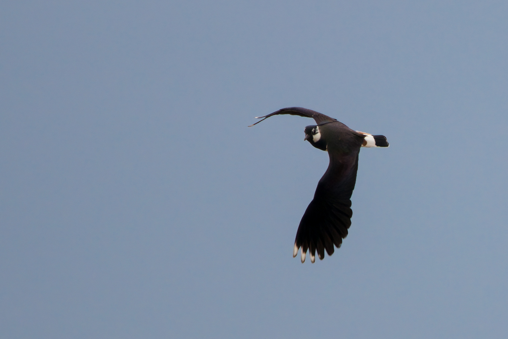 Kiebitz (Vanellus vanellus)