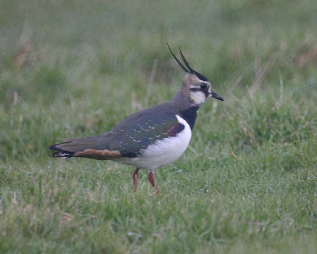 Kiebitz (Vanellus vanellus)