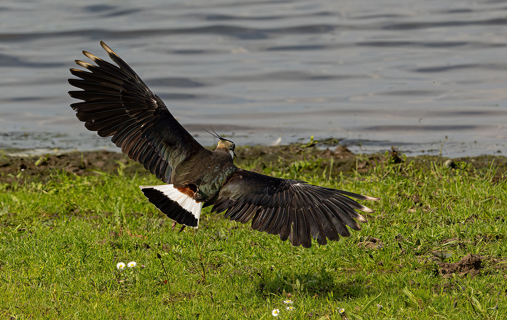 Kiebitz (Vanellus vanellus) 